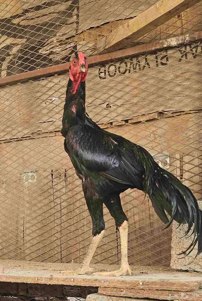 ديك باكستاني سندي 3