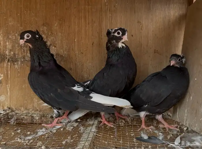 حمام قطيفي 3 اجواز 6