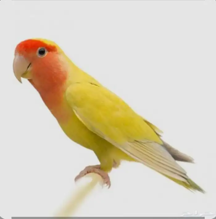 طير روز مفقود 0