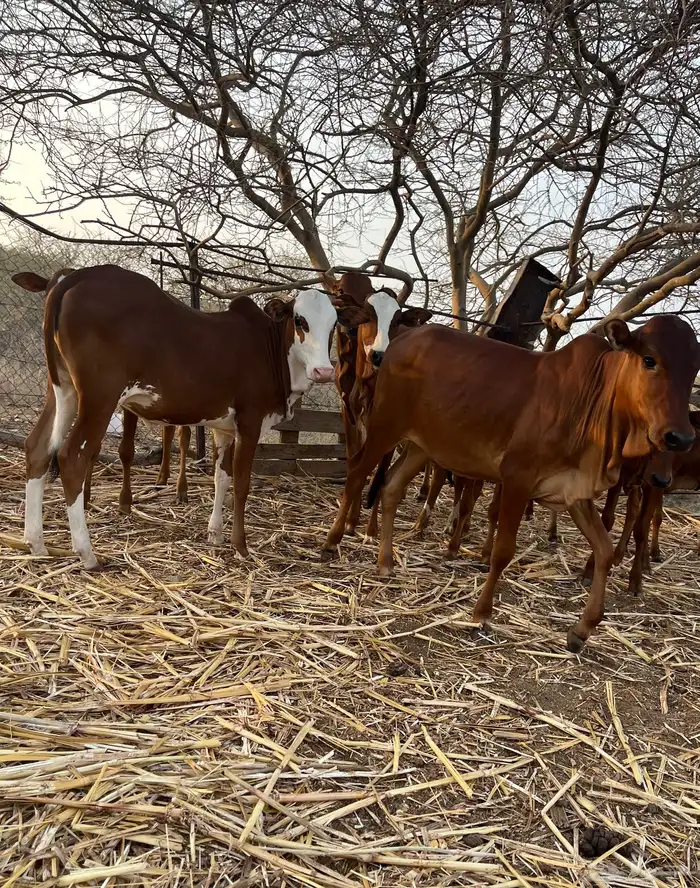 للي يرغب في تاسيس مراح بقر بلدي 6خبيش مراح واحد دهم و2ذكرا 8