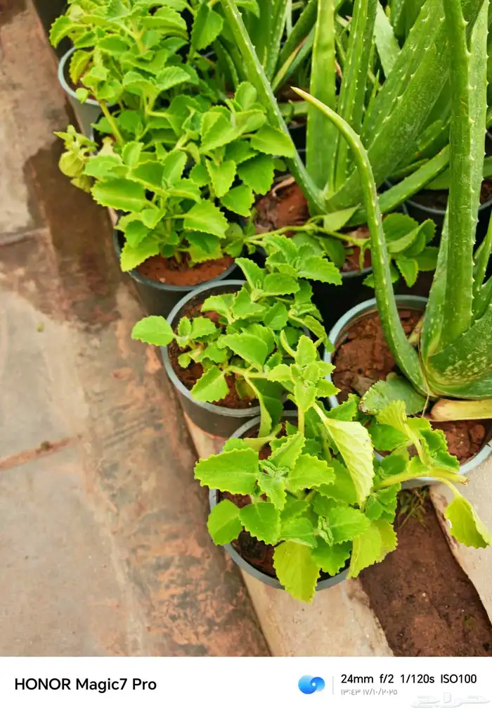 الزراعة الثيل الطبيعي وتركيب شبكات الري العادي والاتوماتيك 5