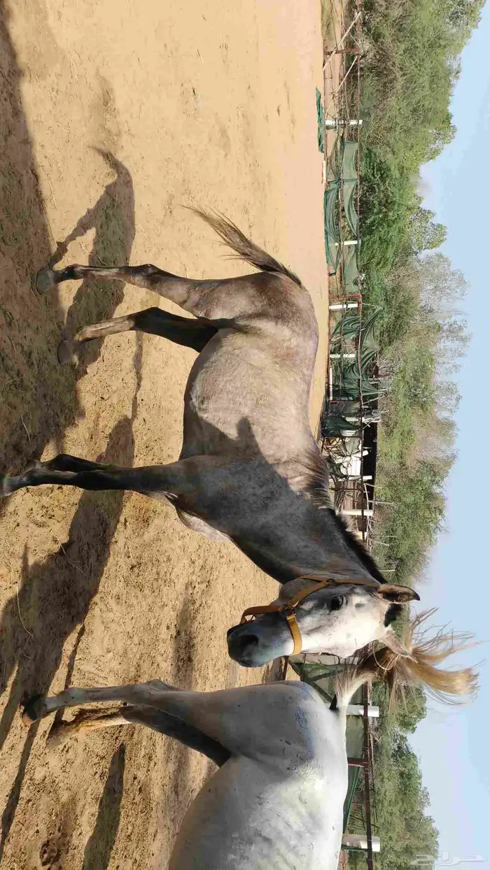 خيوال البيع 4