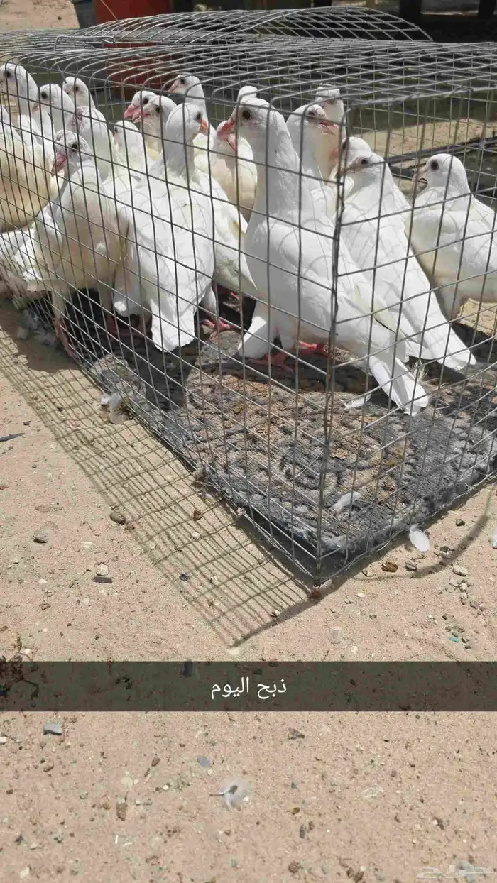 فروخ حمام فرنسي 0