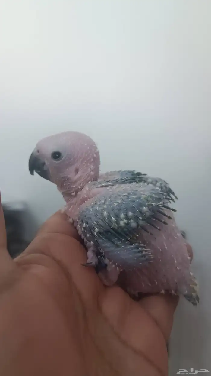 فرخ صن كنيور ( شمسي ) 2