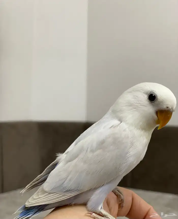 فررخ روز غر 3