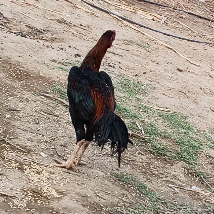 ديك شامو (دم حار) فرخ عمره 8شهور( توه بدا يلقح) 1