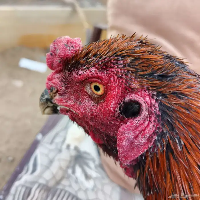 ديك شامو (دم حار) فرخ عمره 8شهور( توه بدا يلقح) 7