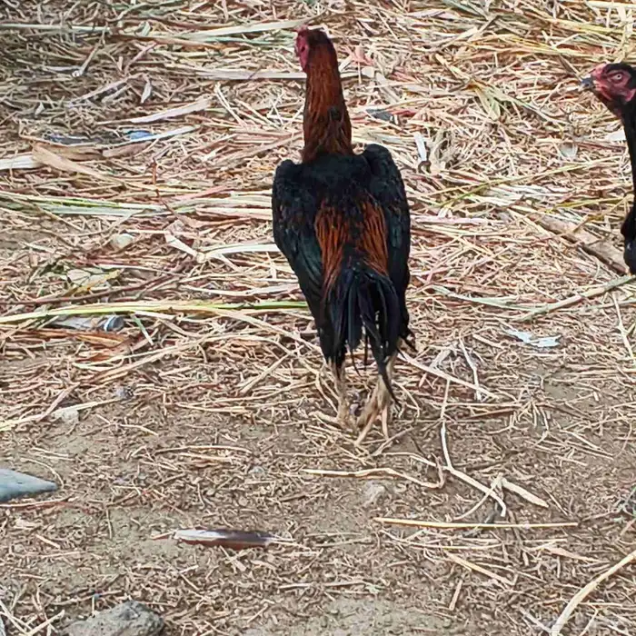 ديك شامو (دم حار) فرخ عمره 8شهور( توه بدا يلقح) 8