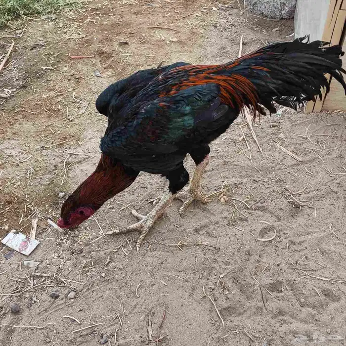 ديك شامو (دم حار) فرخ عمره 8شهور( توه بدا يلقح) 2