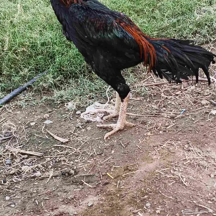 ديك شامو (دم حار) فرخ عمره 8شهور( توه بدا يلقح) 3