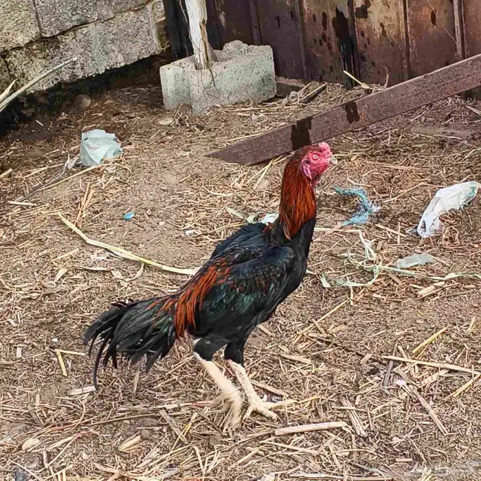 ديك شامو (دم حار) فرخ عمره 8شهور( توه بدا يلقح) 6