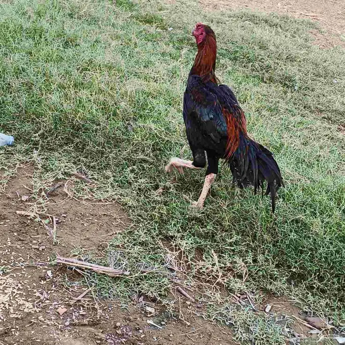 ديك شامو (دم حار) فرخ عمره 8شهور( توه بدا يلقح) 0