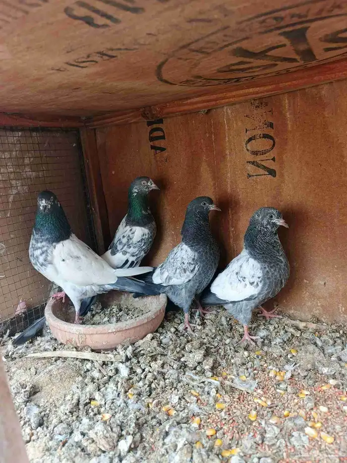 زوج بكستاني بيور مع عياله 1