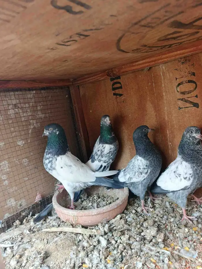 زوج بكستاني بيور مع عياله 2