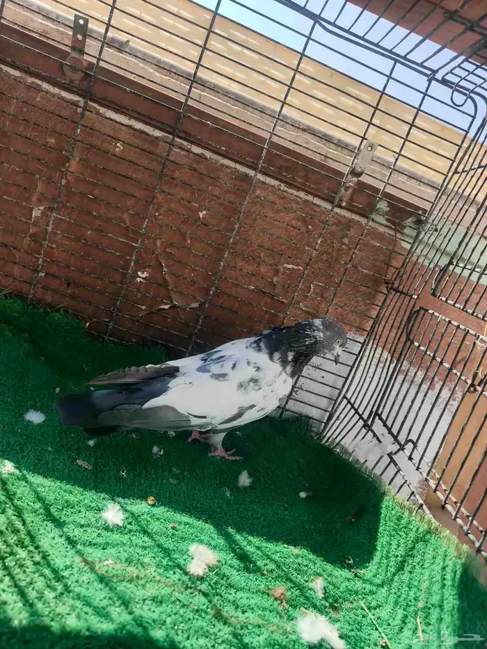 حمام باكستاني ذكر 0