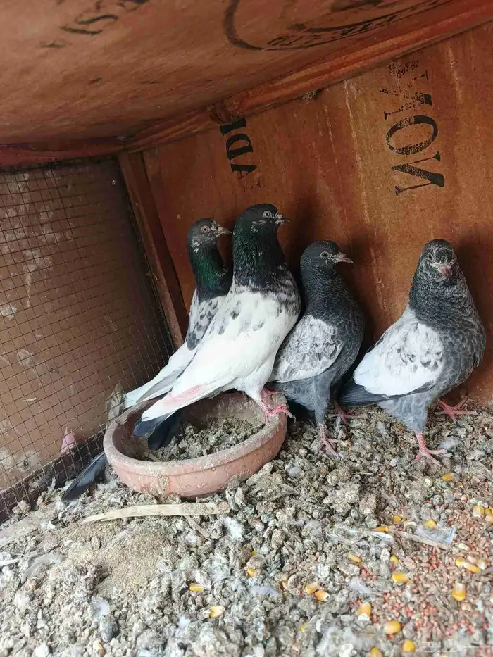 زوج بكستاني بيور مع عياله 0