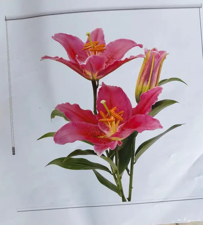 ستاير واي فاي رول تفصيل 3