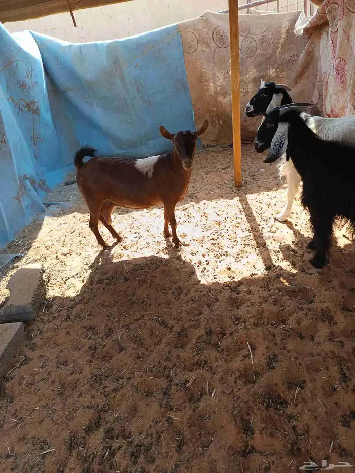 معزا دفيع وصغار سن 5