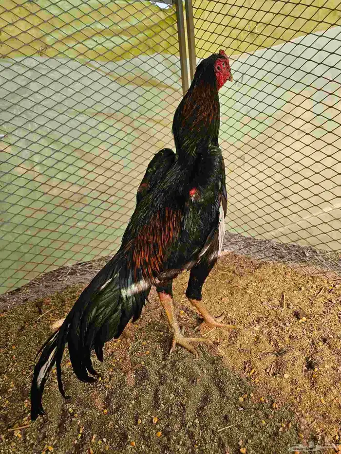 ديك شامو الماني هزاز 1