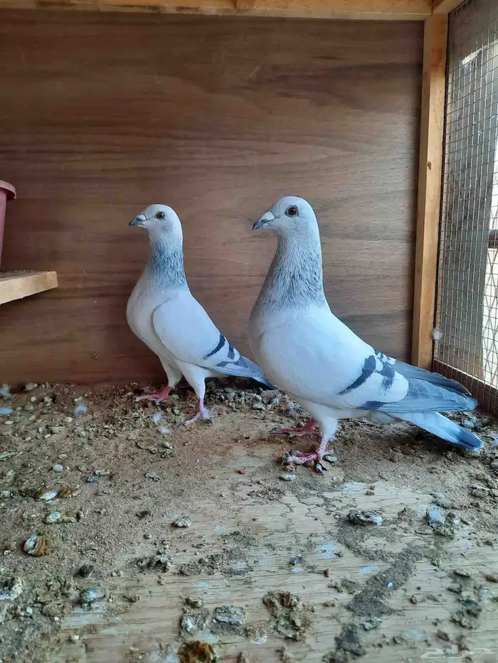 حمام زاجل ايس 1