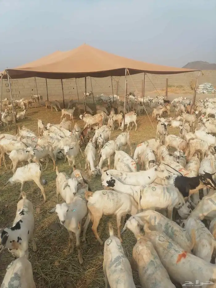 تيوس بحارة جذعان رافعه درجه اولئ 7