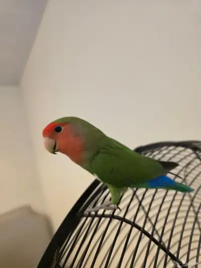 طائر روز رد فيس index