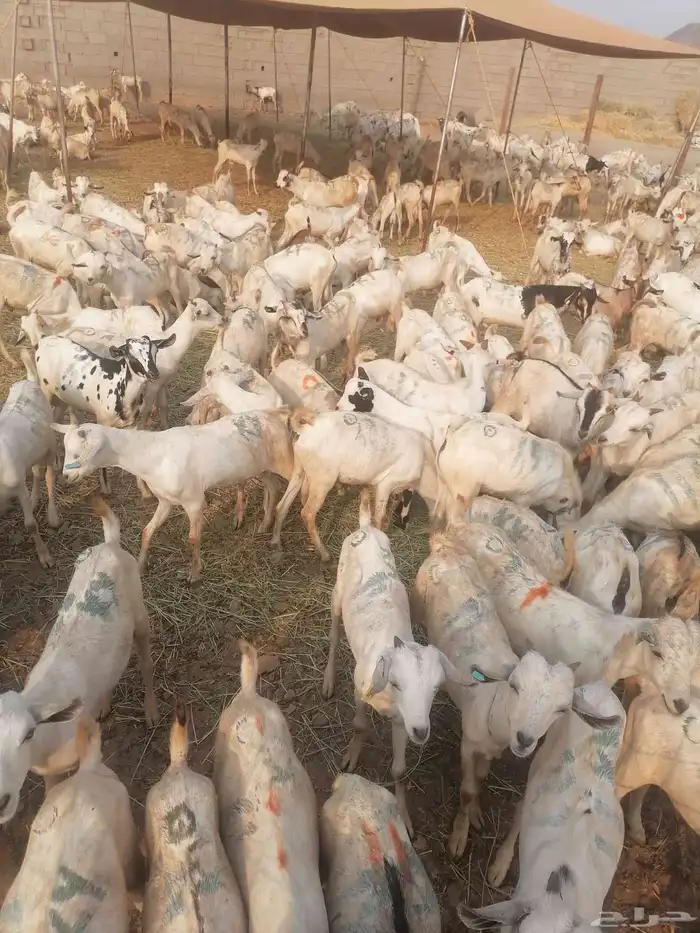 تيوس بحارة جذعان رافعه درجه اولئ 2