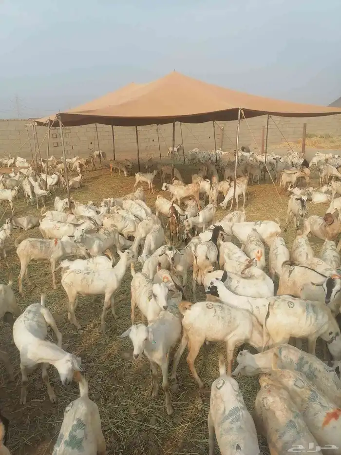 تيوس بحارة جذعان رافعه درجه اولئ 1