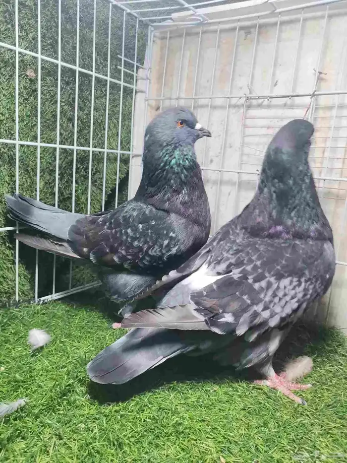 حمام زينه للبيع 6