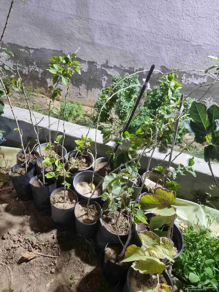 شتلات تين وتوت 3