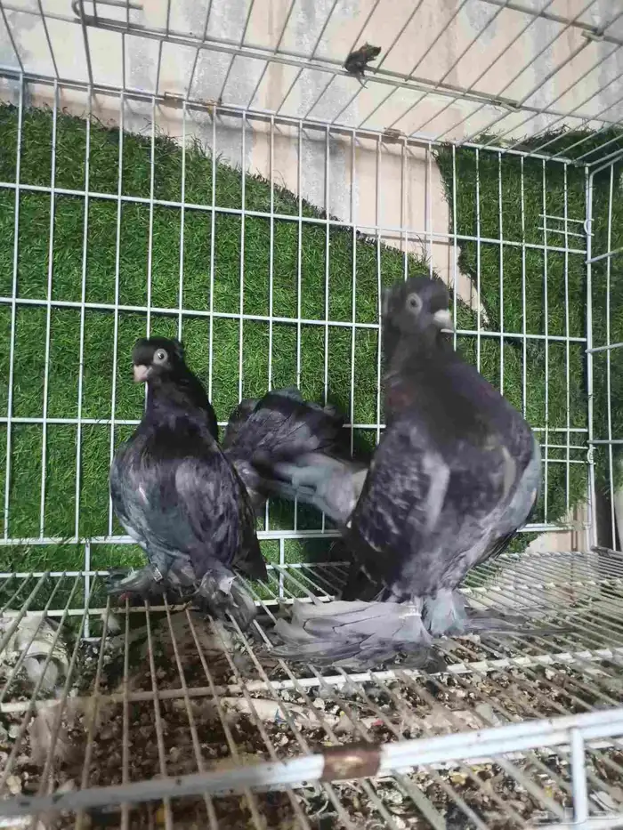 حمام زينه للبيع 2