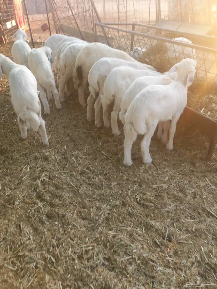 للبيع هرافي حريات ربط مراح واحد طيبات وسليمه شرط 5