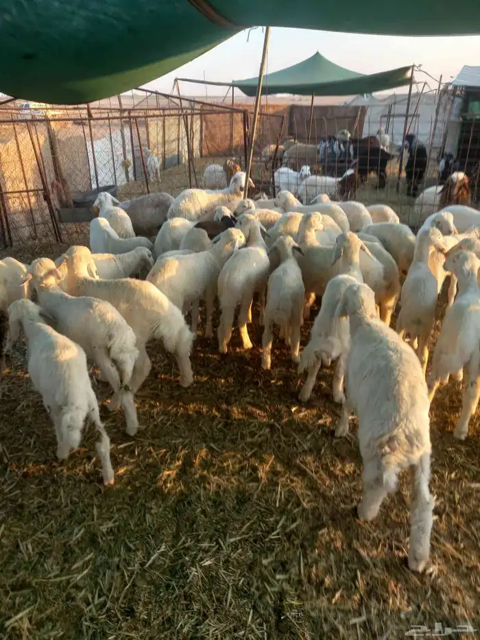 للبيع هرافي حريات ربط مراح واحد طيبات وسليمه شرط 7