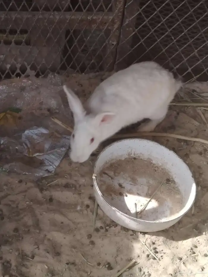 للبيع ارانب انثتين وذكر وعيالهم 2 1