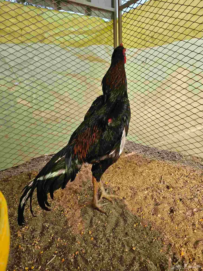 ديك شامو الماني هزاز 2