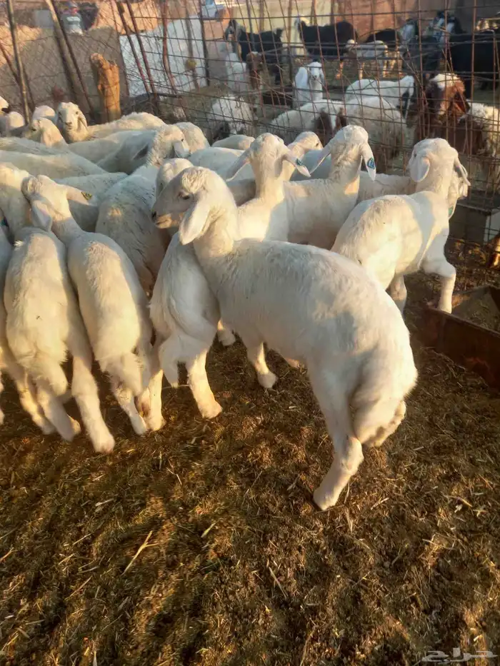 للبيع هرافي حريات ربط مراح واحد طيبات وسليمه شرط 4