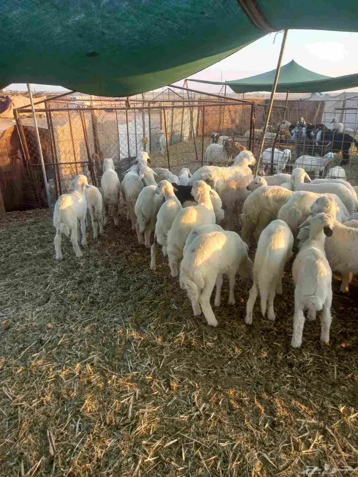 للبيع هرافي حريات ربط مراح واحد طيبات وسليمه شرط 6