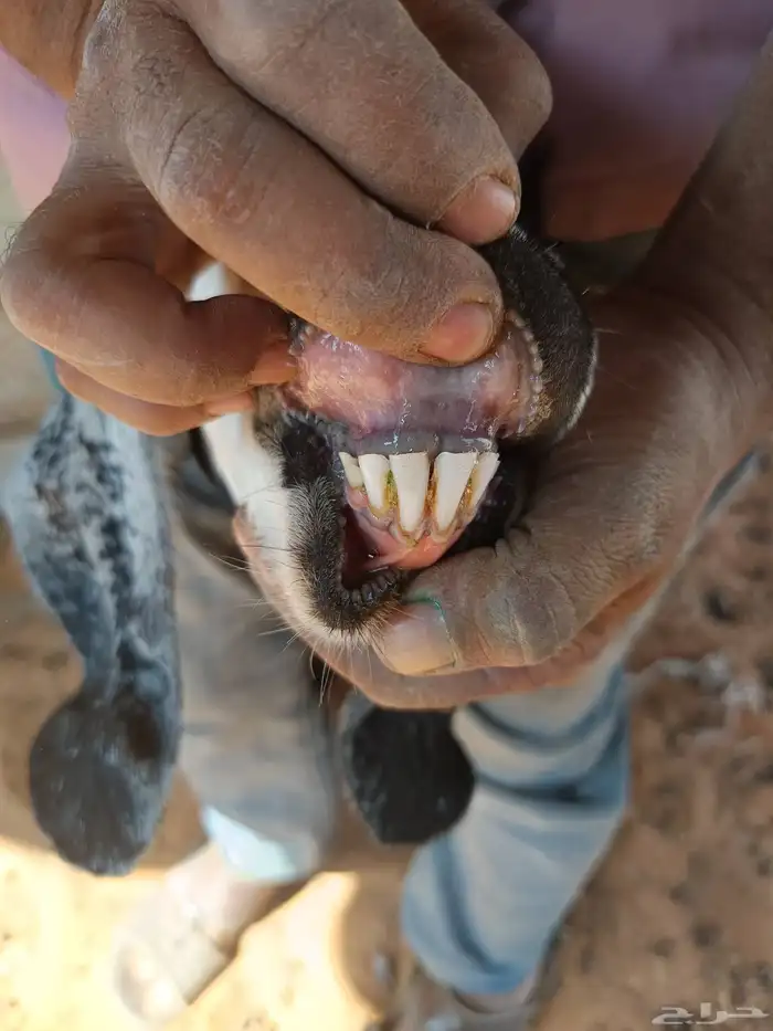 معزا دفيع وصغار سن 3