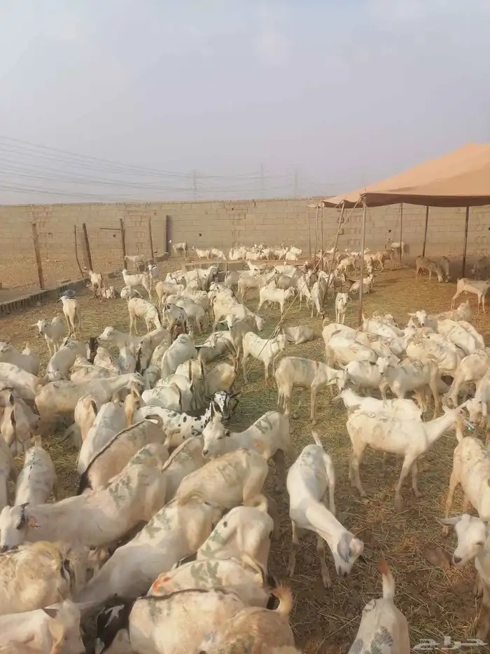 تيوس بحارة جذعان رافعه درجه اولئ 0