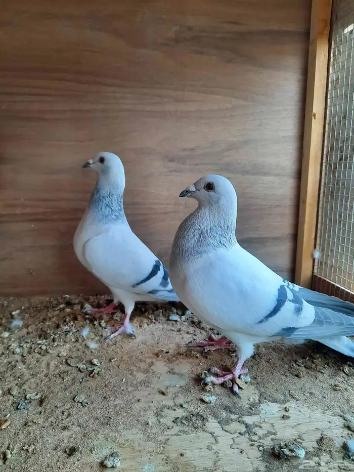 حمام زاجل ايس 2