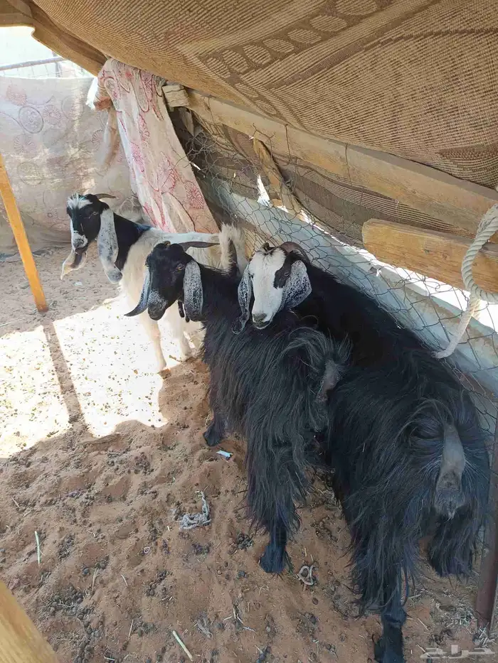 معزا دفيع وصغار سن 6