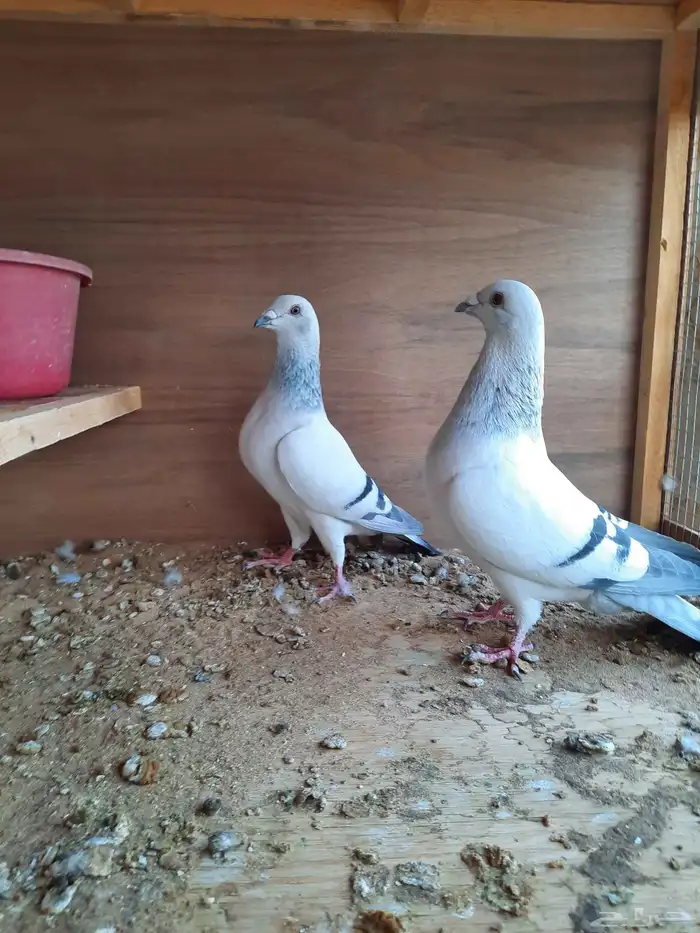 حمام زاجل ايس 0