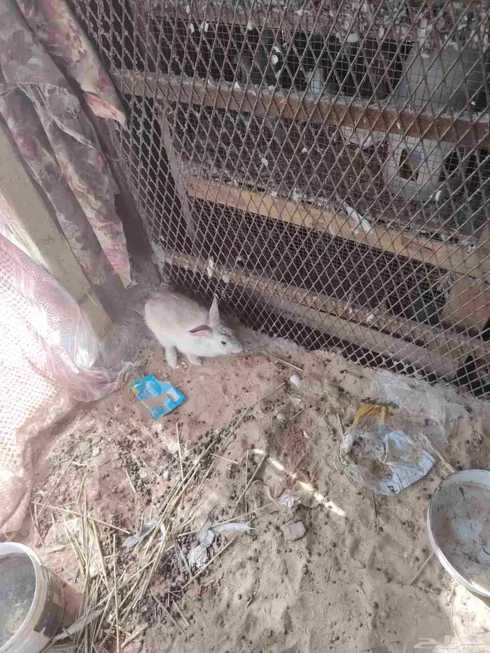 للبيع ارانب انثتين وذكر وعيالهم 2 2