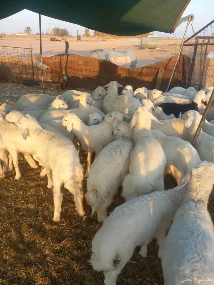 للبيع هرافي حريات ربط مراح واحد طيبات وسليمه شرط 2