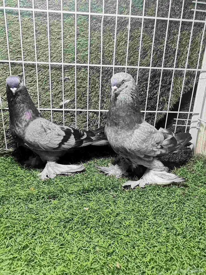 حمام زينه للبيع 5