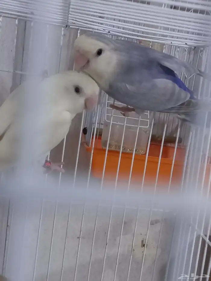 زوجين روز منتجة...فخمه 5