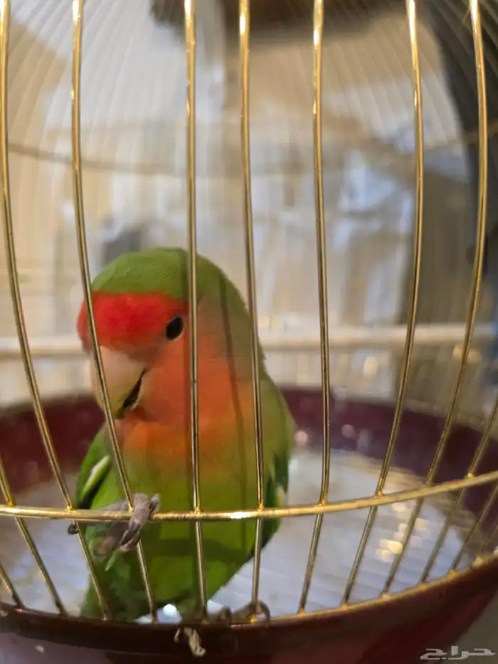 طائر روز رد فيس 2