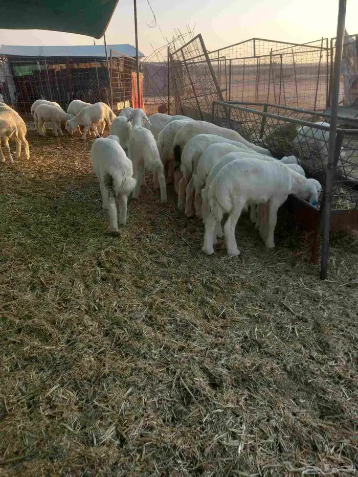 للبيع هرافي حريات ربط مراح واحد طيبات وسليمه شرط 8