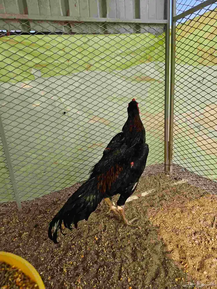 ديك شامو الماني هزاز 3