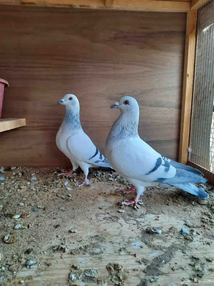 حمام زاجل ايس 3